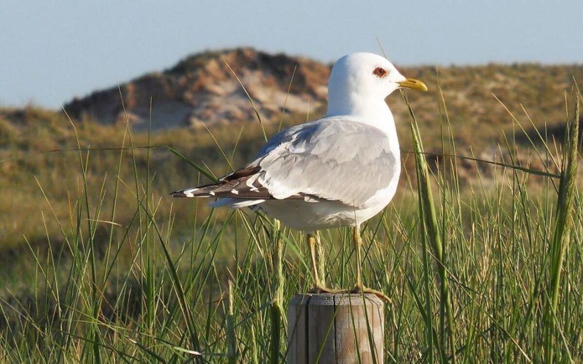 Möwe auf Amrum