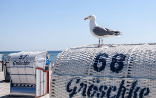 Möwe auf einem Strandkorb in Grömitz