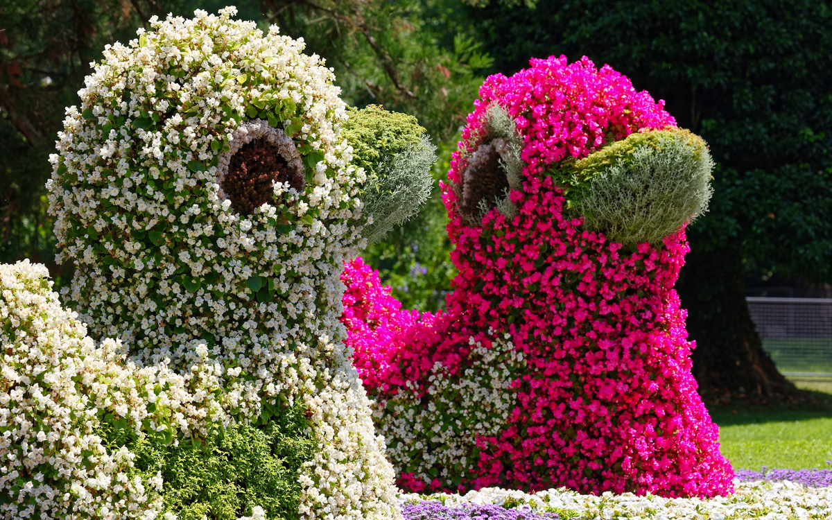 bunte Blumenenten im Schlosspark auf der Insel Mainau