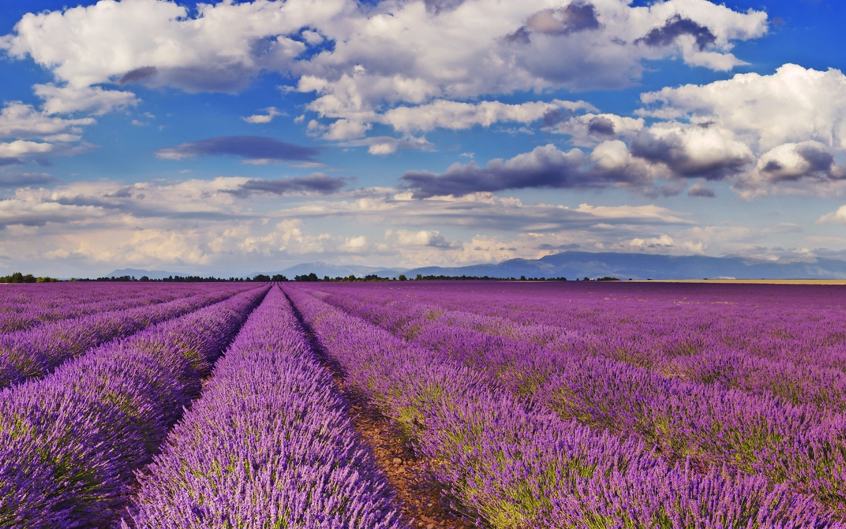 blühende Lavendelfelder in der Provence, Südfrankreich